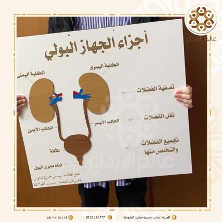 لوحة تعليمية " اجزاء الجهاز البولي "